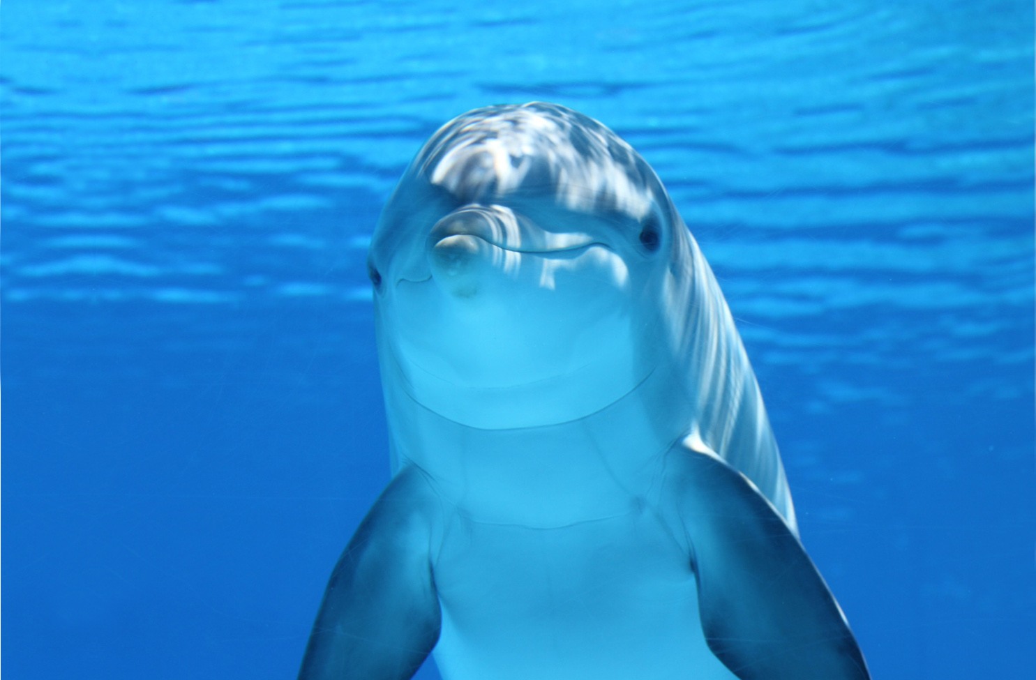 Dolphin
